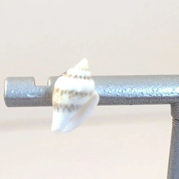 Handmade Seashell Earrings - Picture 2 of 7